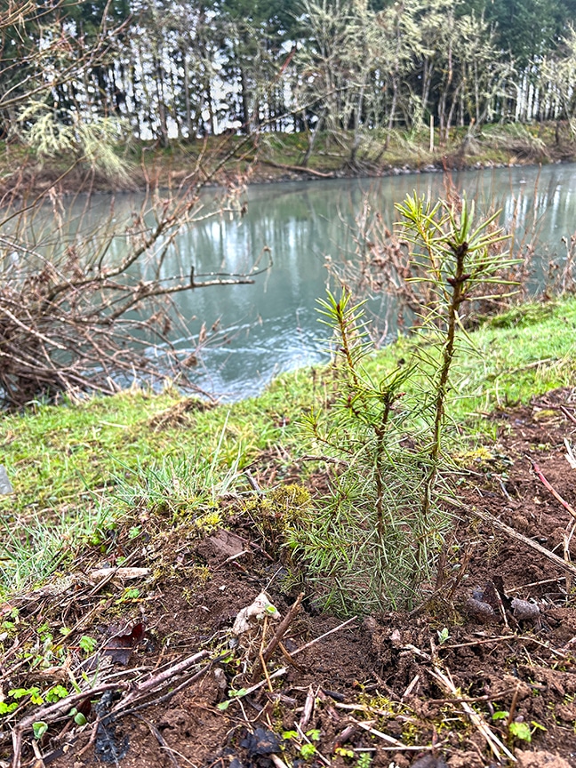 Douglas fir sapling planted on streambank.